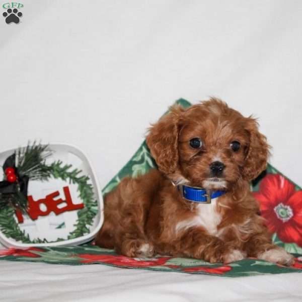 Rosie, Cavapoo Puppy